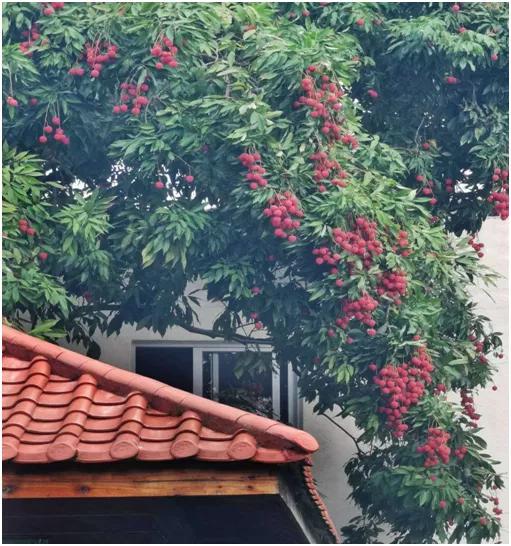 美国肺炎最新动态，自信与成就的鼓舞人心励志之旅
