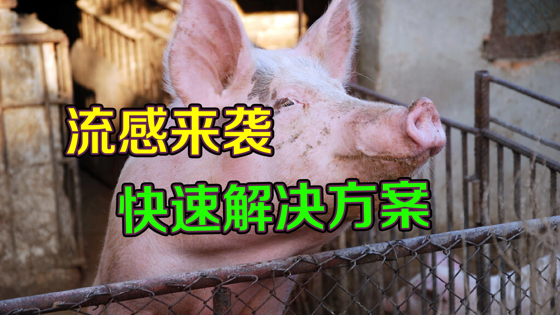 最新辟谣猪流感真相揭秘