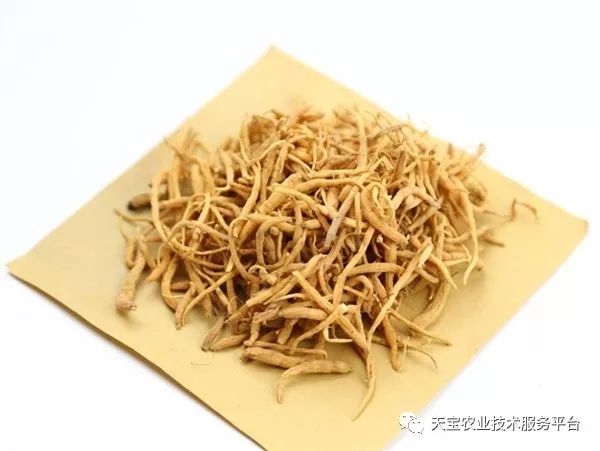太子参最新价格行情与一场自然美景的探险之旅